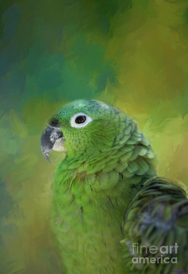 Parrot Photograph - Turquoise-Fronted Amazon by Eva Lechner