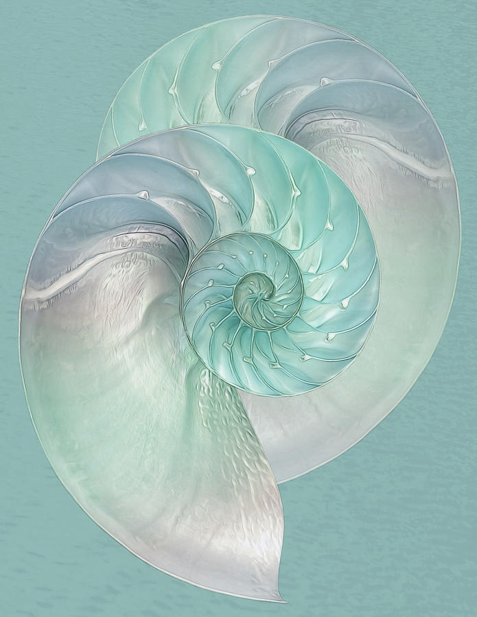 Turquoise Nautilus Pair Photograph by Gill Billington