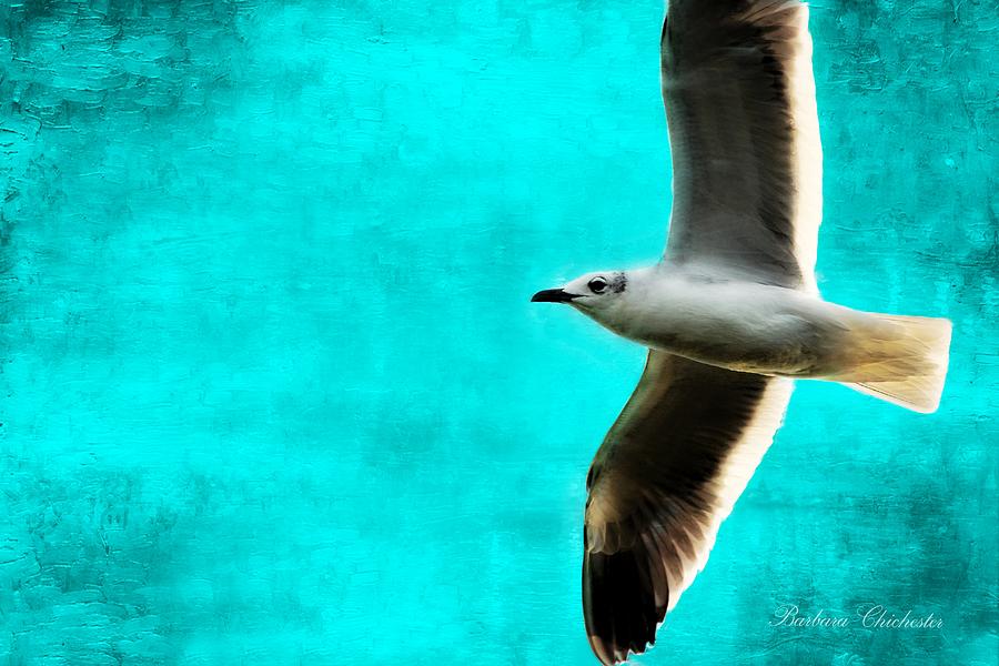 Turquoise Ocean Seagull Photograph by Barbara Chichester