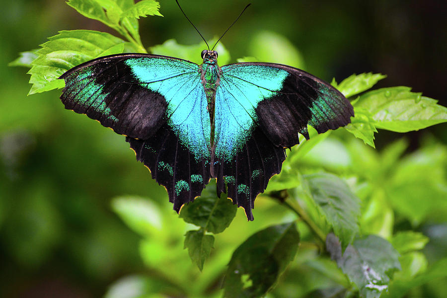 Turquoise Photograph by Randy King - Fine Art America