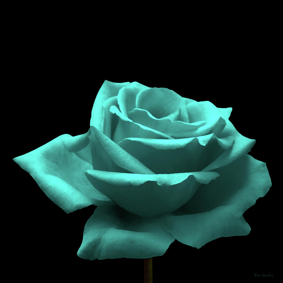 Turquoise Rose Photograph by Wim Lanclus