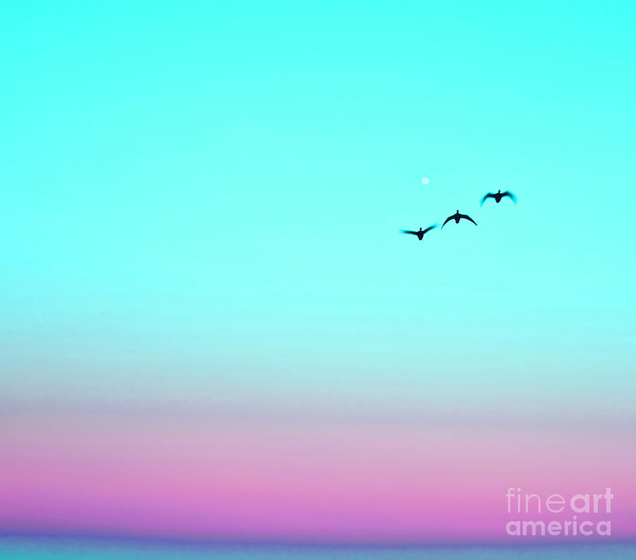 Turquoise Sunset Birds Photograph by Alex Art