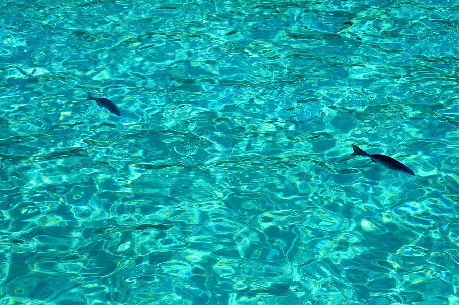Turquoise Water with Fishes  Photograph by Jenny Rainbow