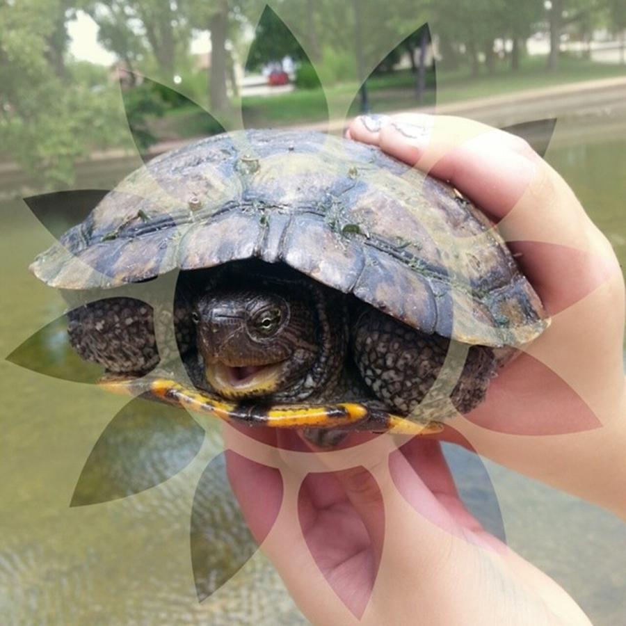 Turtle Photograph - Turtle ♡ #cutie #turtle #riverwalk by Sasha Hickman