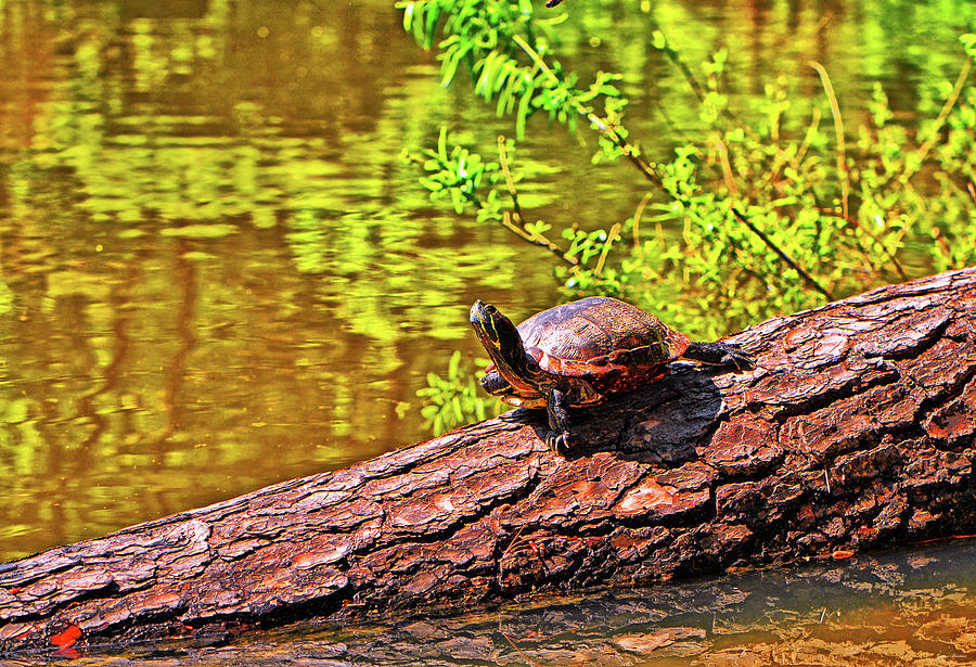Turtle 008 Photograph by George Bostian