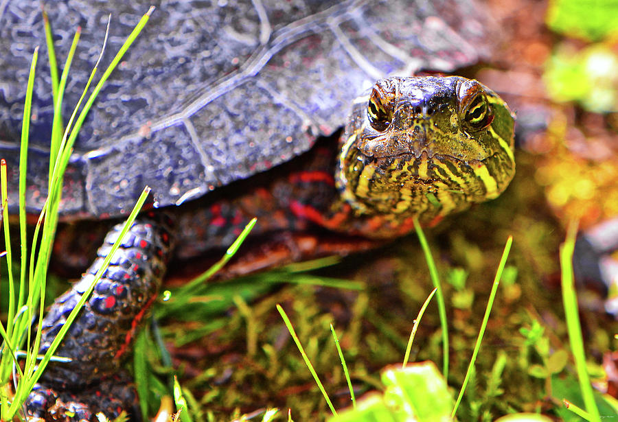 Turtle 010 Photograph by George Bostian