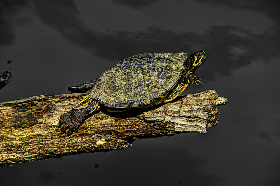 Turtle Photograph - Turtle  a2 by John Straton