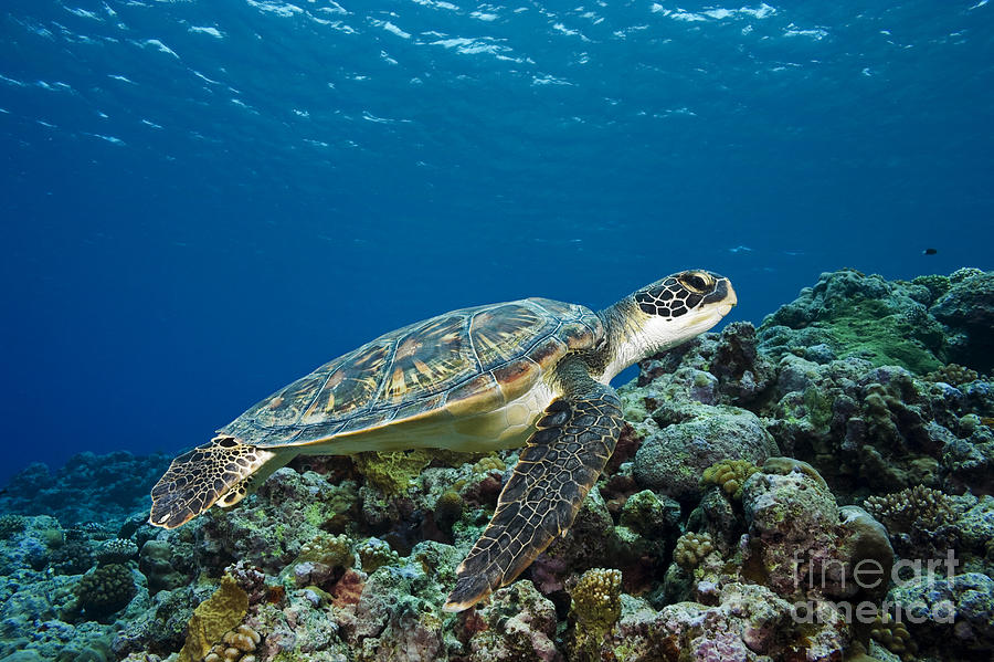 Turtle above Reef Photograph by Dave Fleetham - Printscapes