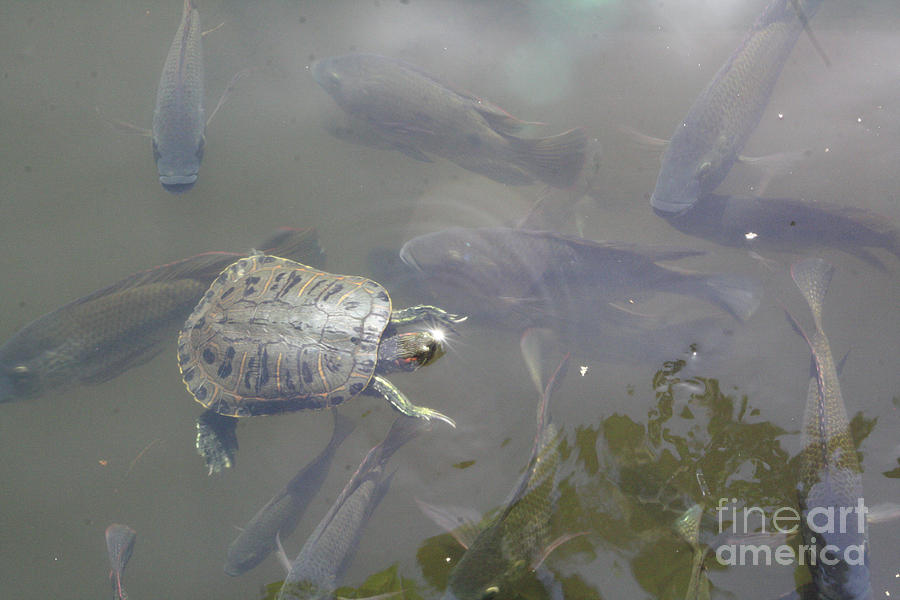 Turtle Photograph - Turtle Amongst Fish by Mary Mikawoz Turtle Photograph - Turtle Amongst Fish by Mary Mikawoz