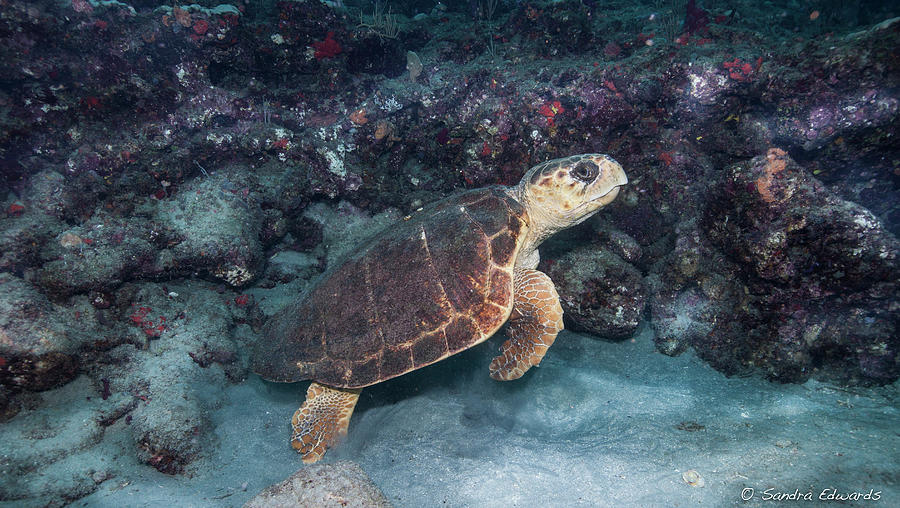 Turtle Amoung Rock Photograph by Sandra Edwards