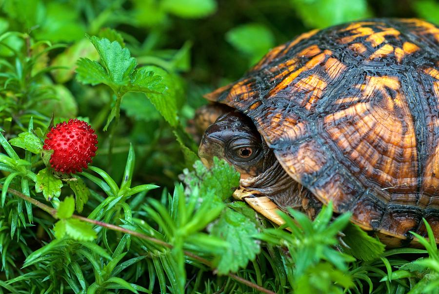 Turtle and a Wild Strawberry Photograph by Matt Plyler - Fine Art America