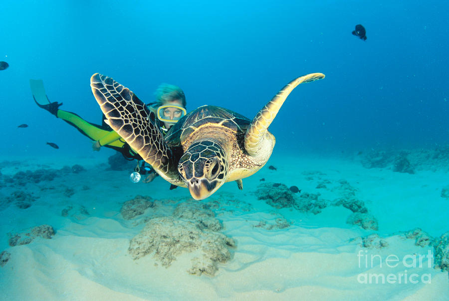 Turtle and Diver Photograph by Dave Fleetham - Printscapes