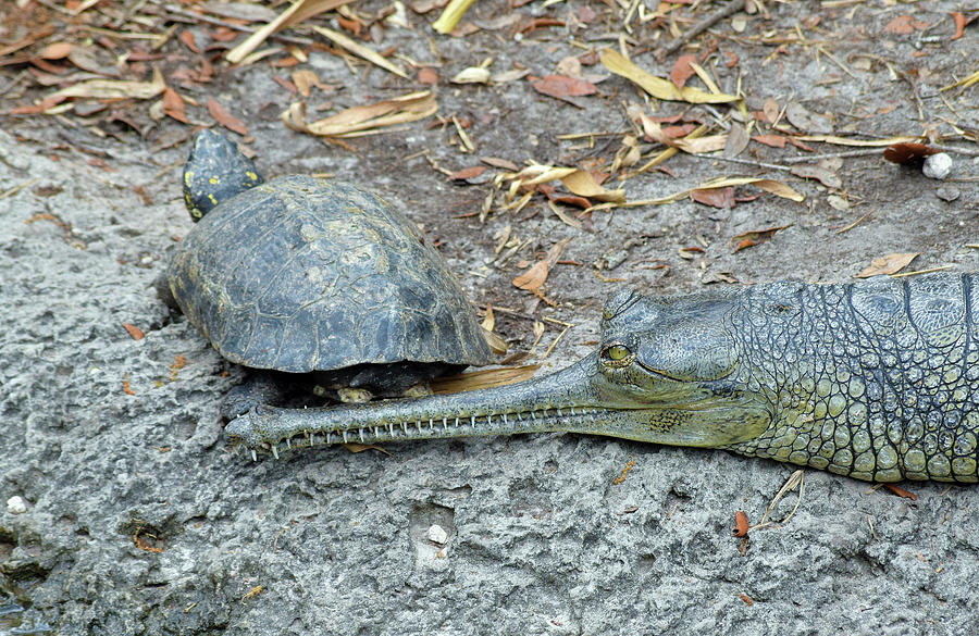 Turtle and Indian Gharial Photograph by Larah McElroy