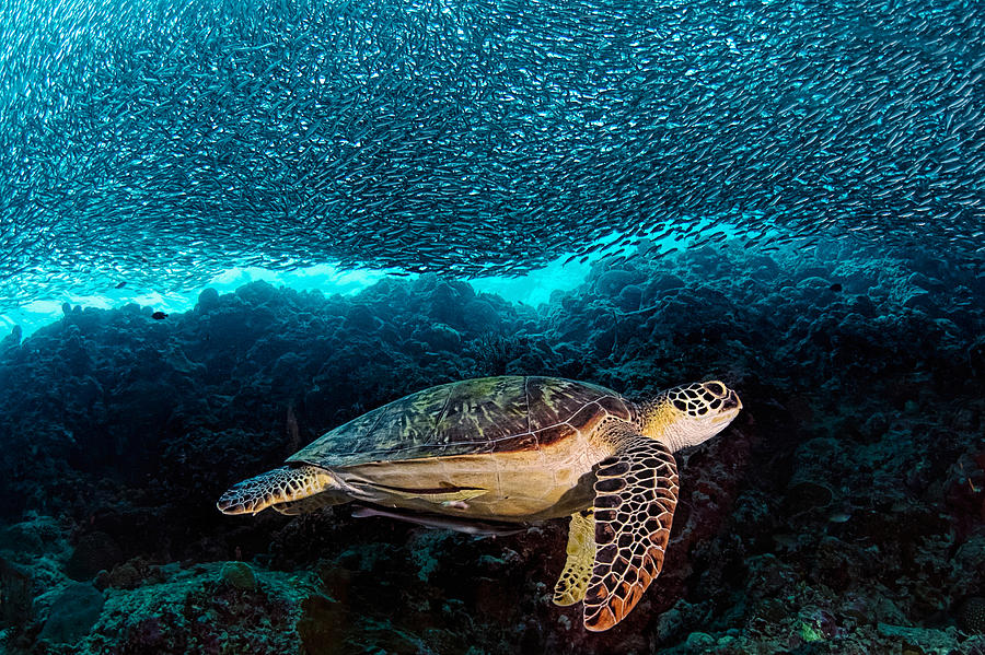 Turtle and Sardines Photograph by Henry Jager