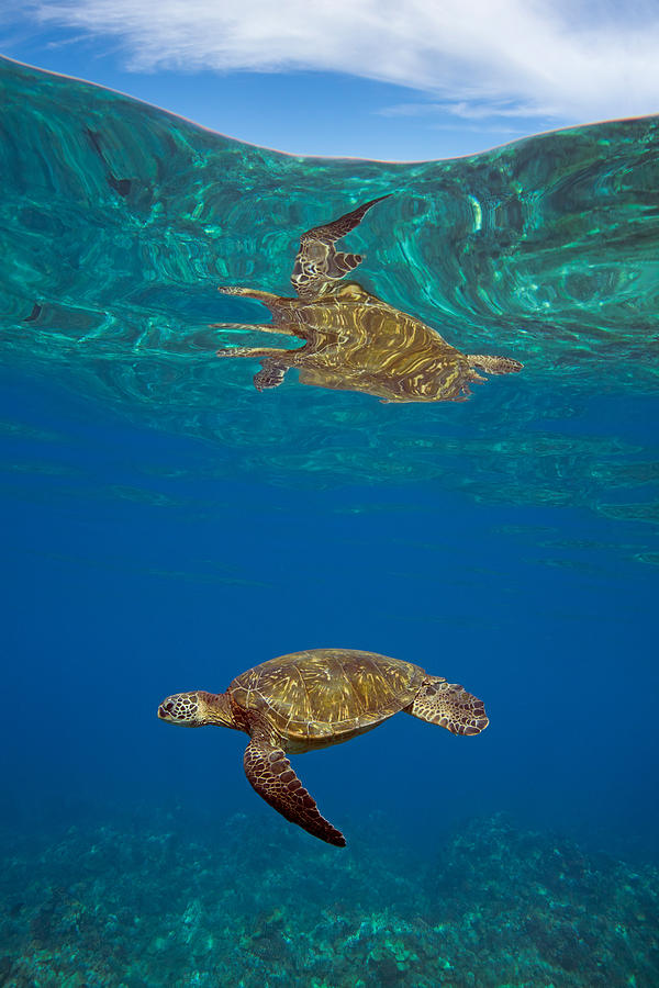 Turtle and Sky Photograph by David Olsen