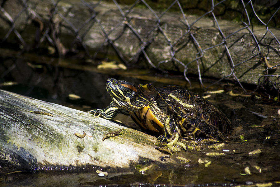 Turtle Photograph by Andrei Alex - Fine Art America