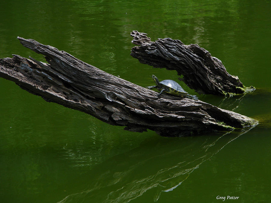 Nature Photograph - Turtle Art by Greg Patzer