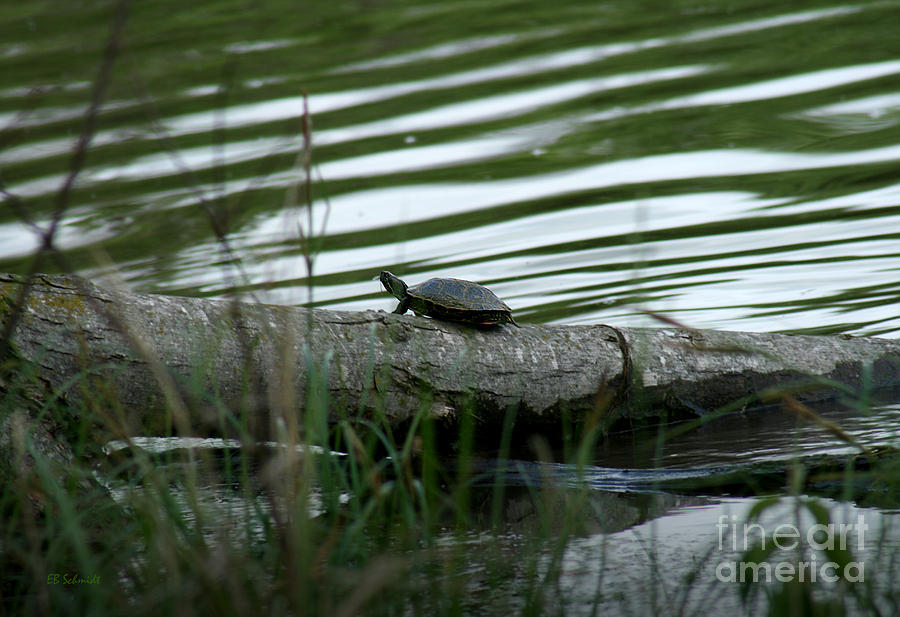 Turtle at Cowley State Fishing Lake Photograph by E B Schmidt