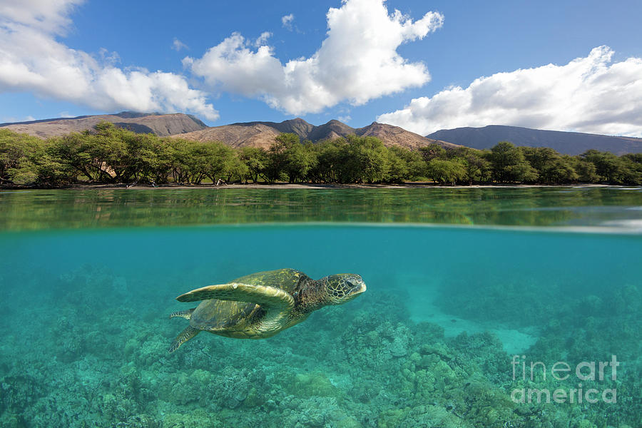 Turtle at Olowalu, Maui. Photograph by David Olsen