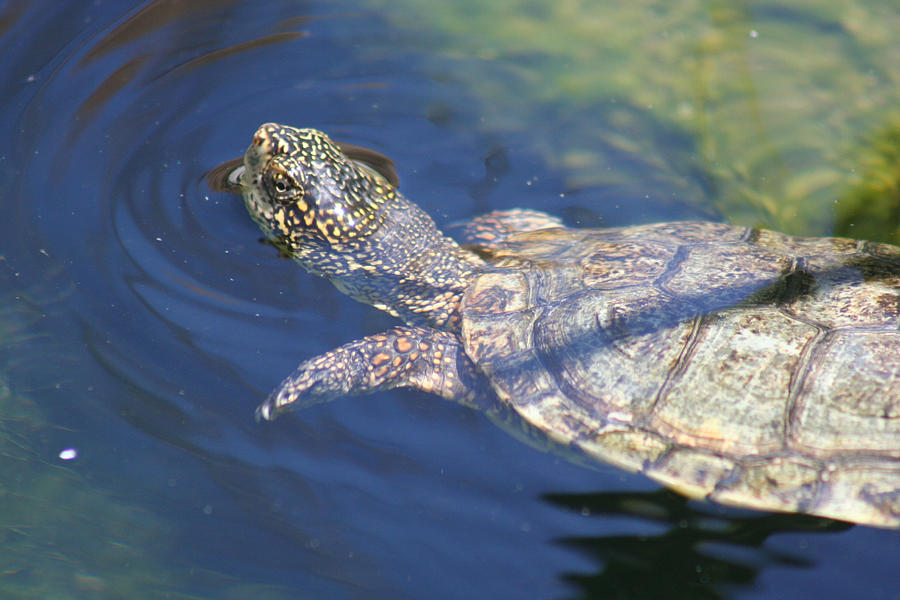 Turtle At Surface Photograph by Prints365 - Fine Art America