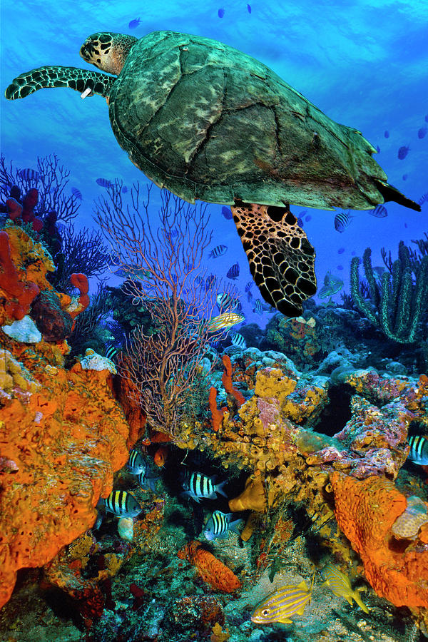 Turtle at the Reef Photograph by Debra and Dave Vanderlaan