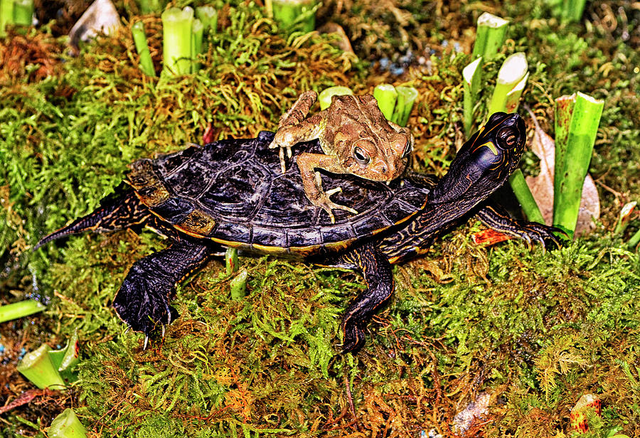 Turtle Back Ride 001 Photograph by George Bostian - Pixels