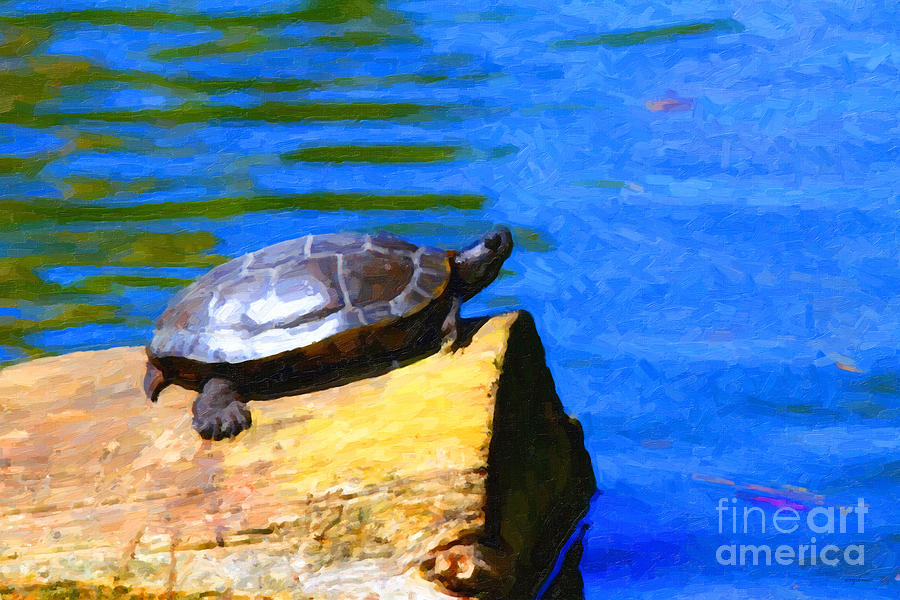 Fish Photograph - Turtle Basking In The Sun by Wingsdomain Art and Photography