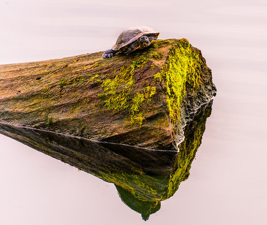 Turtle Basking Photograph by Jerry Cahill