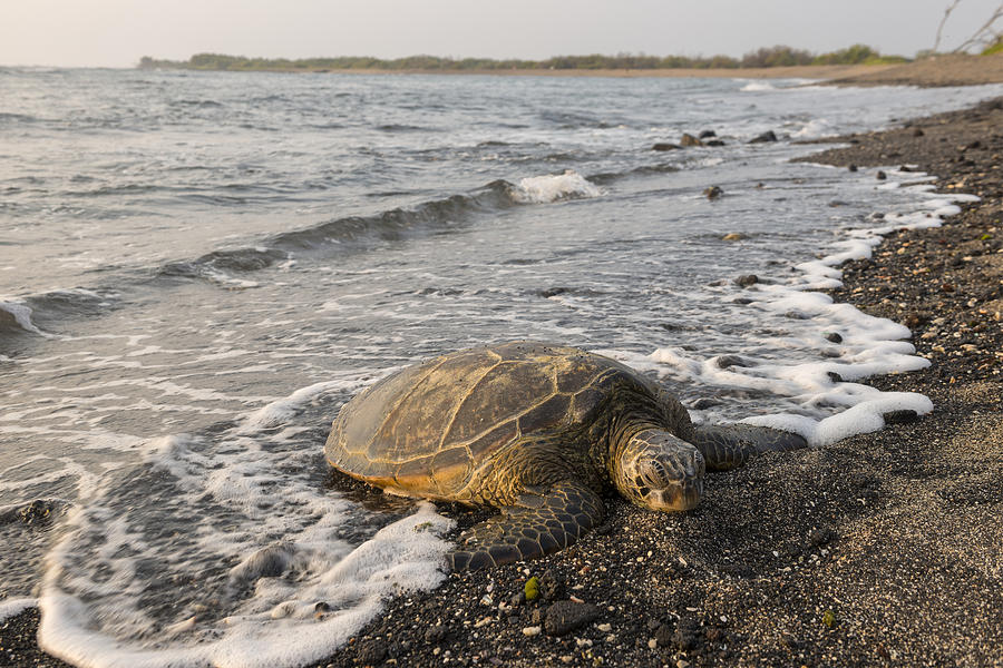 Wildlife Photograph - Turtle Beach by Christian Heeb
