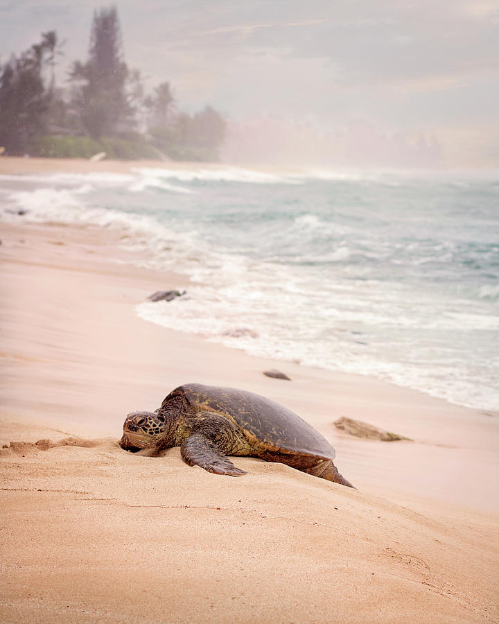 Turtle Beach Photograph by Heather Applegate