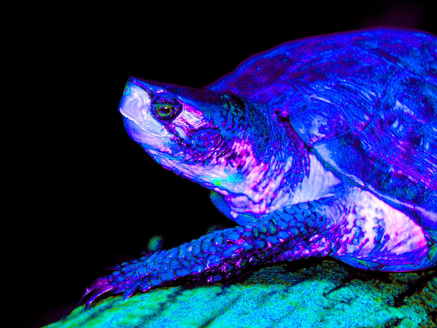 Turtle Blues Photograph by Nick Gustafson