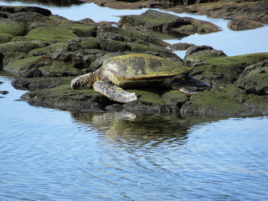 Turtle by the Water Photograph by Pamela Walton