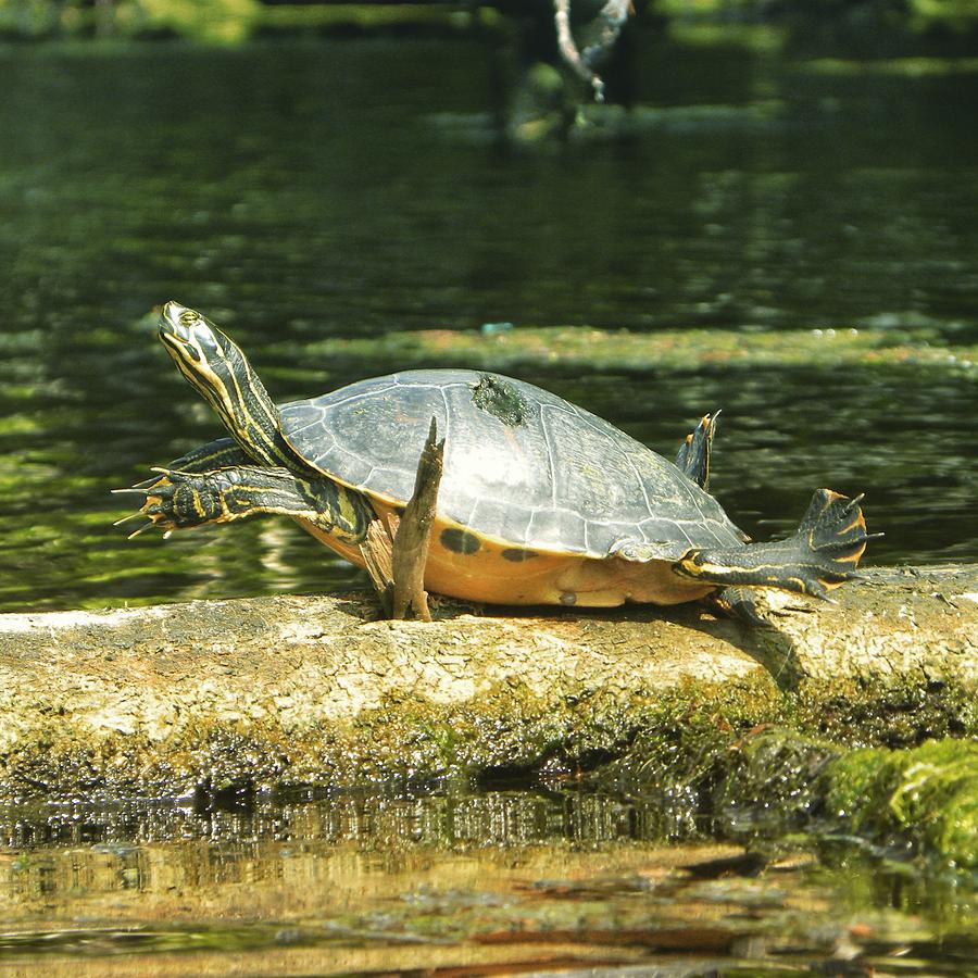 Turtle Photograph by Christie Czajkowski - Fine Art America