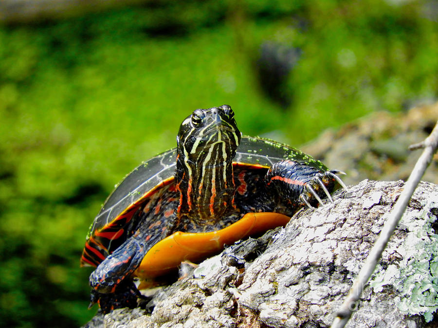 Turtle Climb Photograph by Beth Myer Photography - Fine Art America