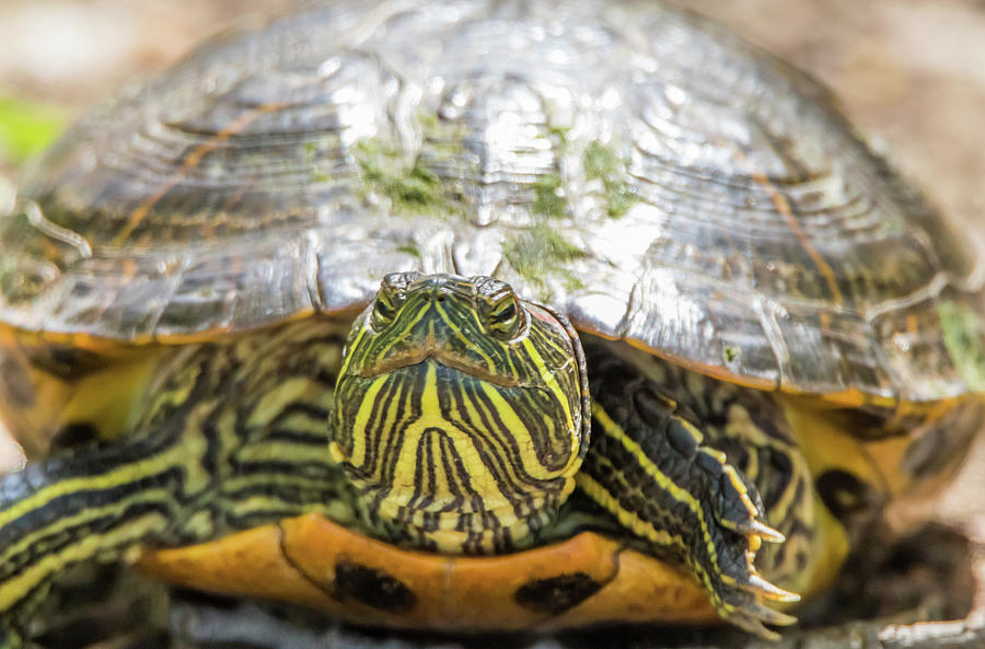 Turtle Close Up Photograph by Marc Crumpler