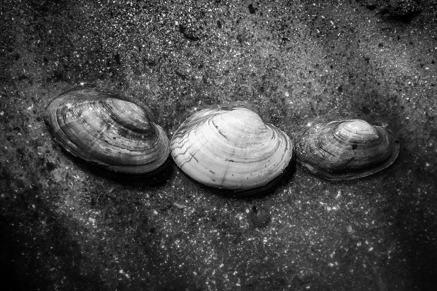 Shell Photograph - Turtle Creek Treasure by Viviana  Nadowski