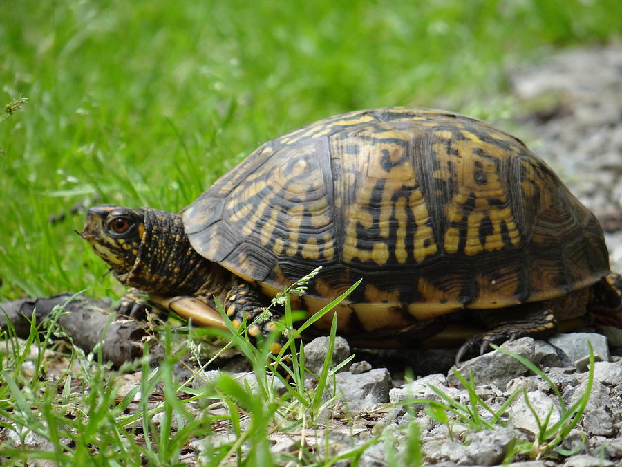 Turtle Crossing Photograph by Jenny Regan | Fine Art America