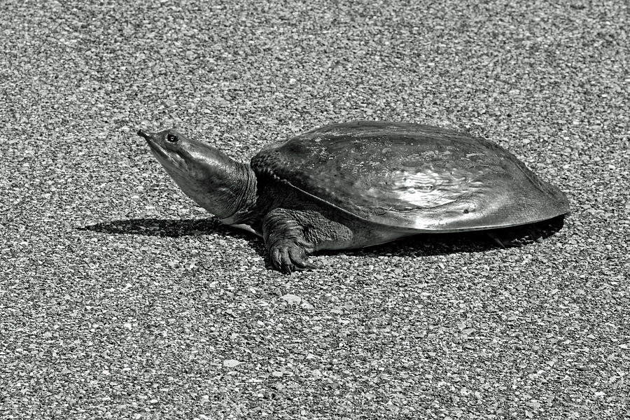 Turtle Crossing Street Photograph by Sally Weigand
