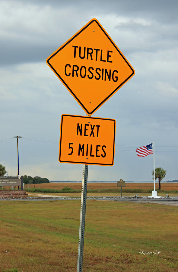 Turtle Crossing Photograph by Suzanne Gaff