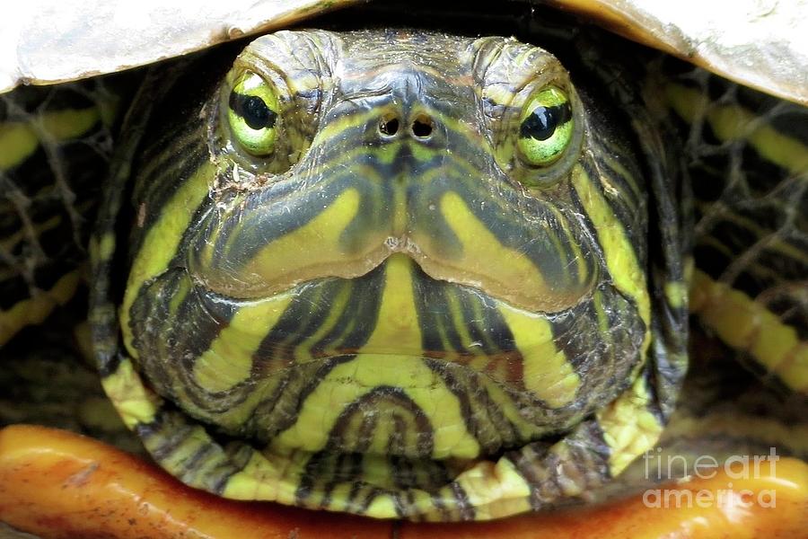 Turtle Crossing by Tom Maxwell Turtle Crossing by Tom Maxwell