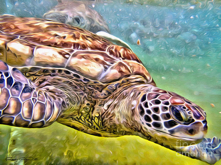 Turtle dive Photograph by Carey Chen