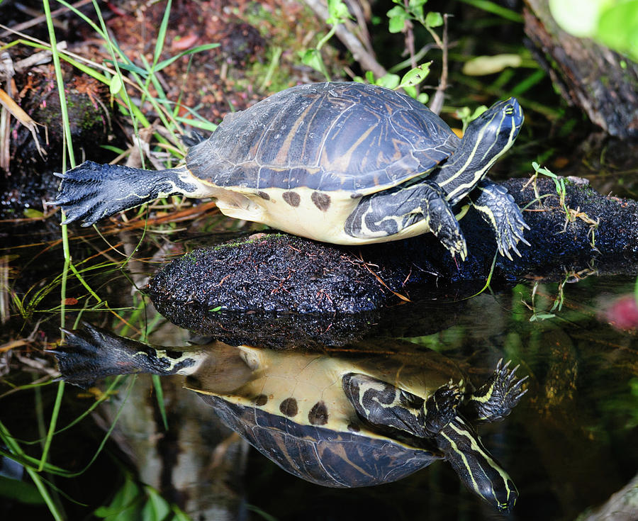 Turtle Photograph by Durk Talsma - Fine Art America