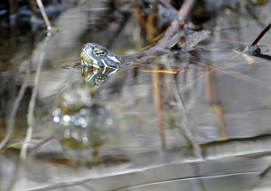 Turtle Eye Reflection Photograph by Glenn Gordon
