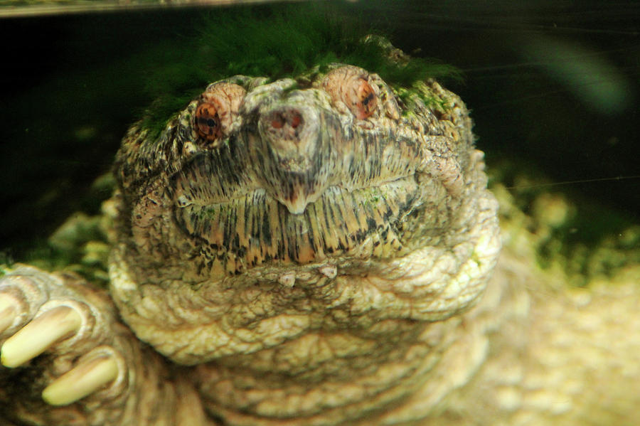 Turtle Face Photograph by David Stasiak