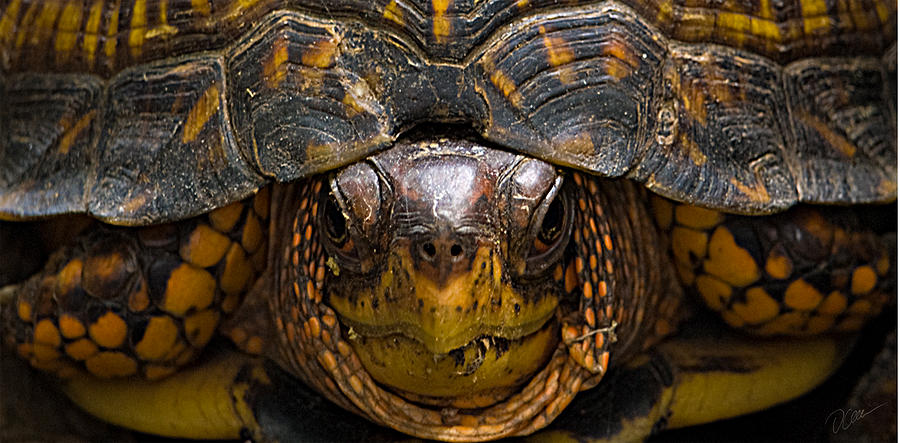 Turtle Face Photograph by Don Allen - Fine Art America