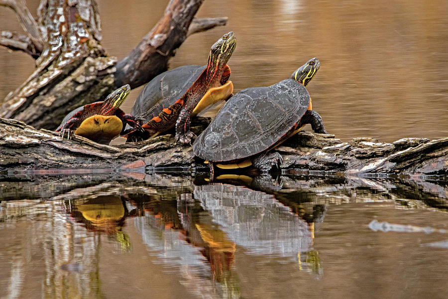 Turtle Family Outing Photograph by Ira Marcus