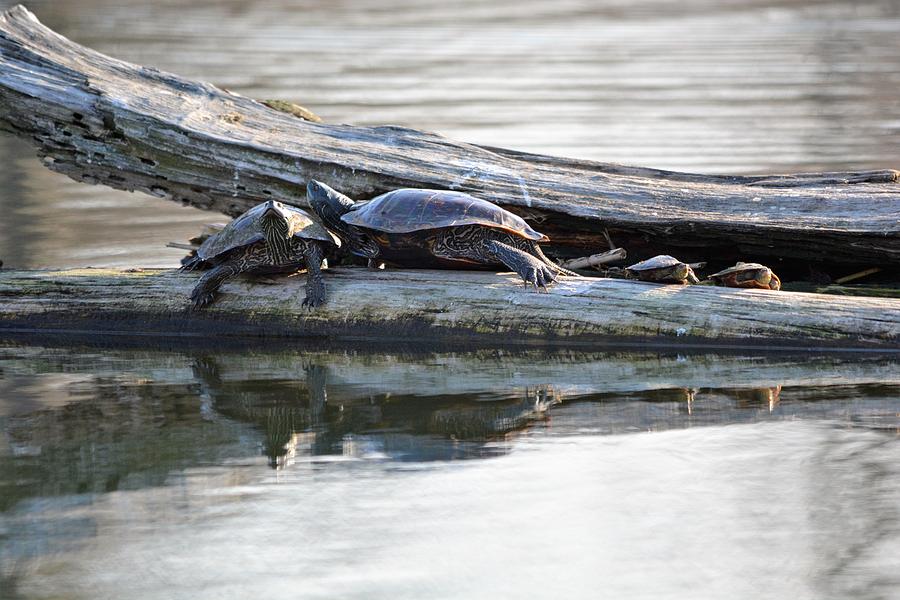 Turtle Family Photograph by Shelley Smith - Fine Art America