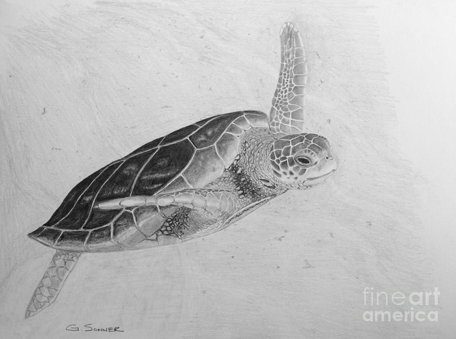 Turtle Flight Drawing by George Sonner