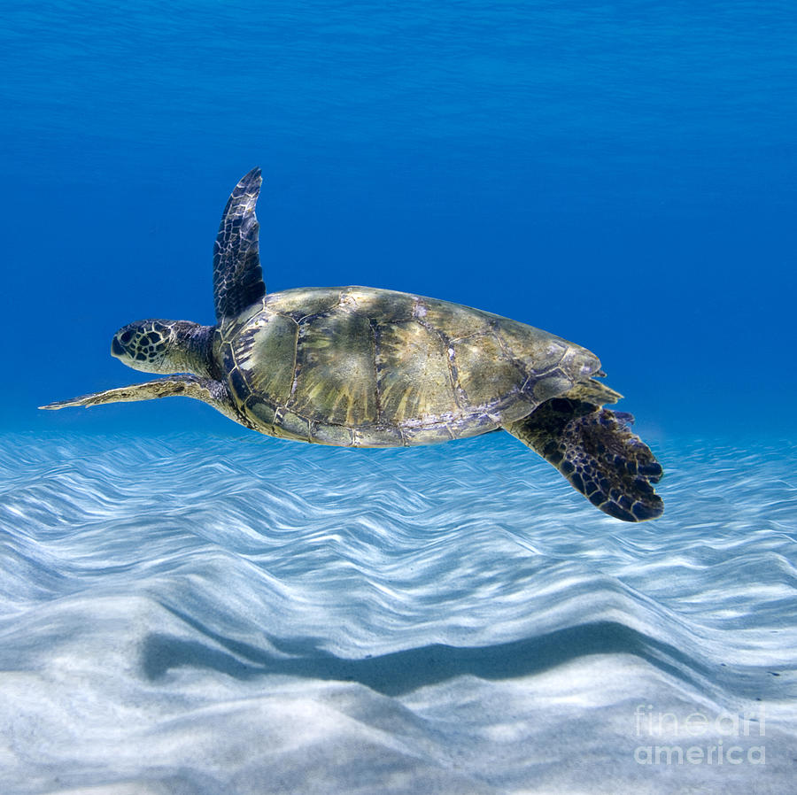 Turtle Photograph - Turtle Flight -  part 2 of 3  by Sean Davey