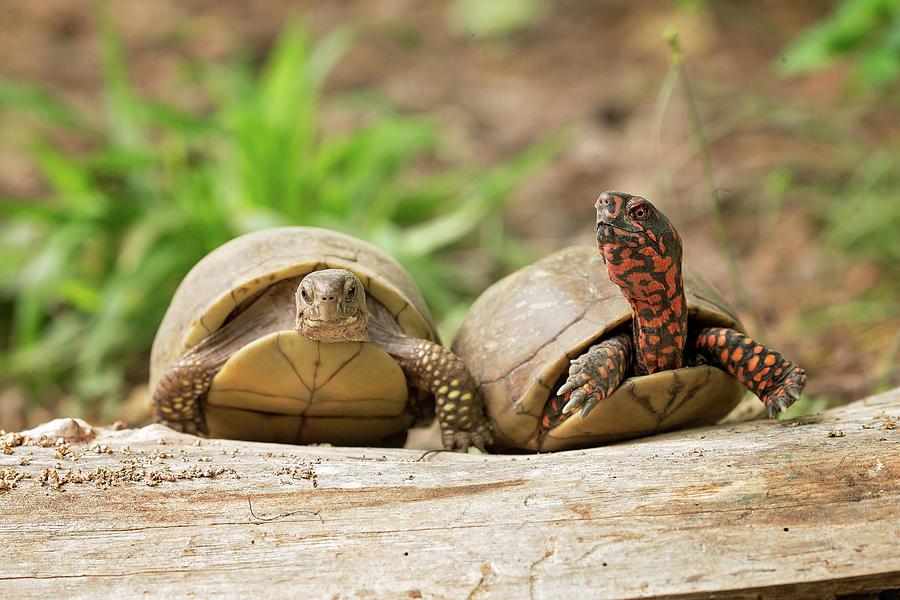Turtle Friends Photograph by Eilish Palmer